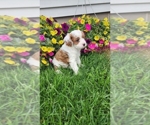 Medium Cavapoo (Toy)