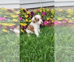 Puppy Patches Cavapoo (Toy)