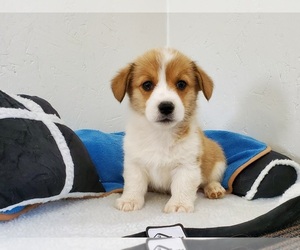Pembroke Welsh Corgi Puppy for sale in CLARK, MO, USA