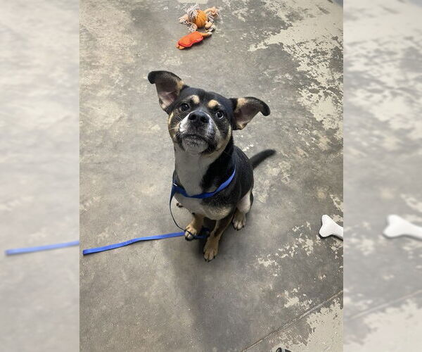 Medium Photo #1 Australian Kelpie-Catahoula Leopard Dog Mix Puppy For Sale in Tallahassee, FL, USA