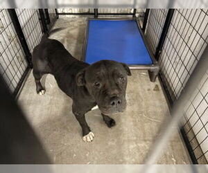 Mutt Dogs for adoption in Bakersfield, CA, USA