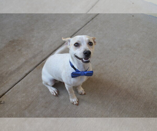 Medium Photo #3 Chihuahua-Unknown Mix Puppy For Sale in McKinney, TX, USA