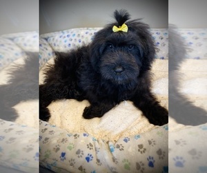 Aussiedoodle Puppy for Sale in CROSSVILLE, Tennessee USA