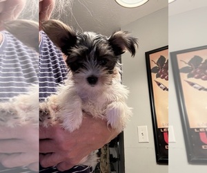Yorkshire Terrier Puppy for sale in JACKSON, GA, USA