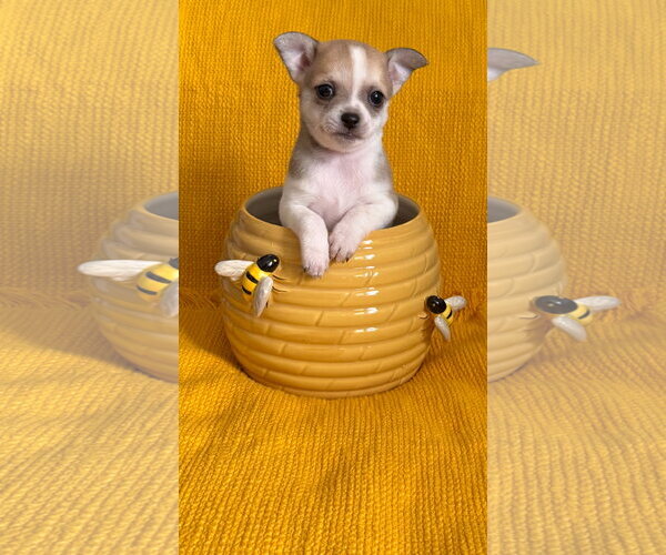 Medium Photo #2 Chiranian Puppy For Sale in Grafton, WI, USA