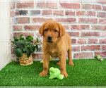 Small #4 Labrador Retriever