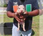 Puppy Puppy 2 MALE American Bully