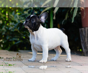 French Bulldog Puppy for sale in Szeged, Csongrad, Hungary