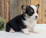 Small Photo #35 Pembroke Welsh Corgi Puppy For Sale in GOSHEN, IN, USA