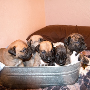 Medium Photo #1 Boerboel Puppy For Sale in CLEARFIELD, UT, USA