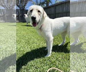 Elsa - Female Great Pyrenees Dog for Adoption - Photo #3