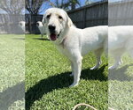 Small #2 Great Pyrenees