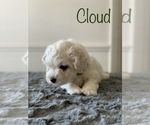 Small Photo #2 Bichon Frise Puppy For Sale in WOODLAKE, CA, USA