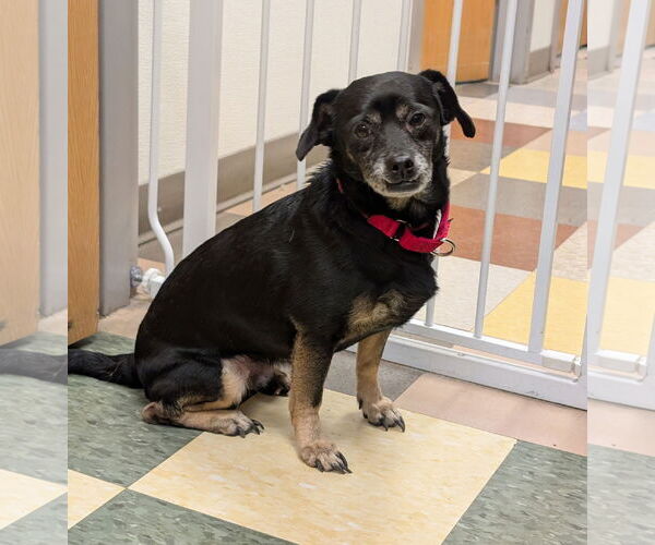 Medium Photo #47 Mutt Puppy For Sale in Philadelphia, PA, USA