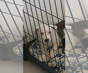 Beagle-Unknown Mix Dogs for adoption in Stover, MO, USA