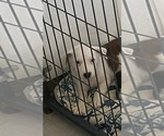 Small Beagle Mix