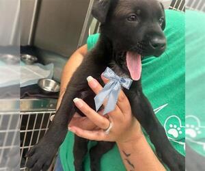 Labrador Retriever Dogs for adoption in Houston, TX, USA