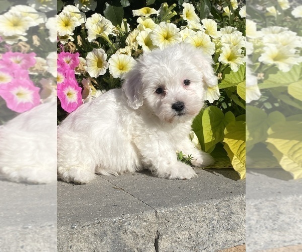 Medium Photo #3 Coton de Tulear Puppy For Sale in CANOGA, NY, USA