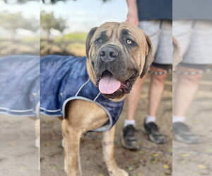 Bullmastiff Dogs for adoption in Goodyear, AZ, USA