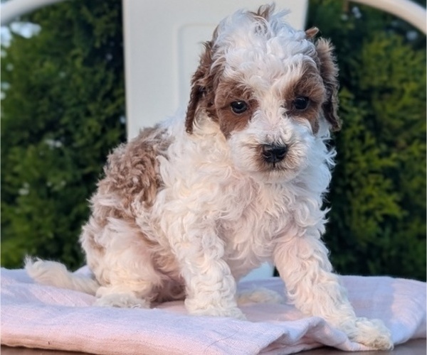 Medium Photo #41 Poodle (Miniature) Puppy For Sale in GOSHEN, IN, USA