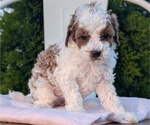 Small Photo #41 Poodle (Miniature) Puppy For Sale in GOSHEN, IN, USA