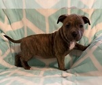 Small Photo #15 American Bully Puppy For Sale in PALM COAST, FL, USA