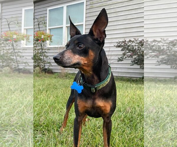 Medium Photo #4 Miniature Pinscher-Unknown Mix Puppy For Sale in Spring Lake, NC, USA