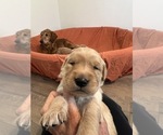Puppy Purple Golden Retriever