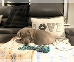 Small Photo #4 Labrador Retriever Puppy For Sale in SPOKANE VLY, WA, USA