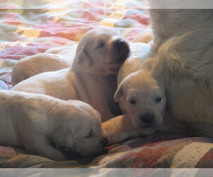 English Cream Golden Retriever Puppy for Sale in COLUMBIANA, Ohio USA