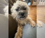 Small #1 Border Terrier