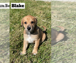 Small Photo #3 Doberman Pinscher-Great Pyrenees Mix Puppy For Sale in CLOVIS, CA, USA