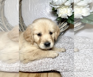Golden Retriever Puppy for sale in KETTLE FALLS, WA, USA