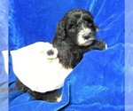 Small Photo #1 Sheepadoodle Puppy For Sale in GROVESPRING, MO, USA