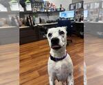 Small #2 American Pit Bull Terrier Mix