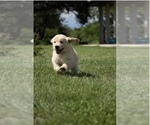 Small Photo #1 Golden Retriever Puppy For Sale in MASON, TX, USA
