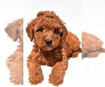 Small #22 Goldendoodle mix (+ Poodle Miniature)