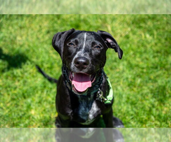 Medium Photo #21 Pointer-Unknown Mix Puppy For Sale in Mundelein, IL, USA