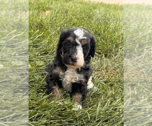 Miniature Bernedoodle Puppy for sale in LONGMONT, CO, USA