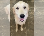 Puppy EJ Golden Retriever