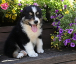 Small Photo #7 Australian Shepherd Puppy For Sale in WESTFIELD, MA, USA