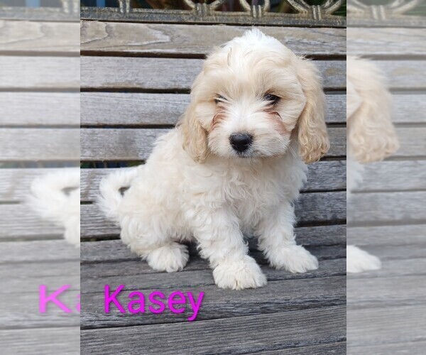 Medium Photo #4 Cavachon Puppy For Sale in STANLEY, WI, USA