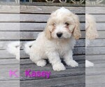 Small #3 Cavachon
