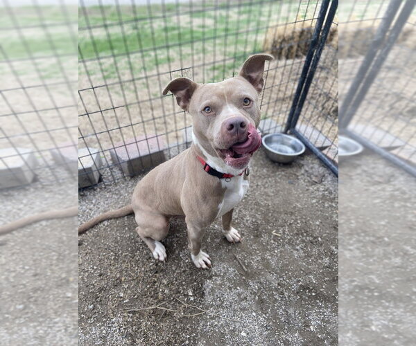 Medium Photo #12 Mutt Puppy For Sale in Evansville, IN, USA