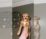 Puppy Puppy 6 Goldendoodle (Miniature)