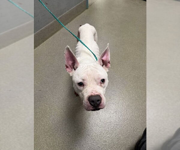 Medium Photo #1 Mutt Puppy For Sale in Las Vegas, NV, USA