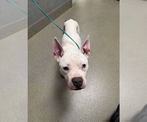 Mutt Dogs for adoption in Las Vegas, NV, USA