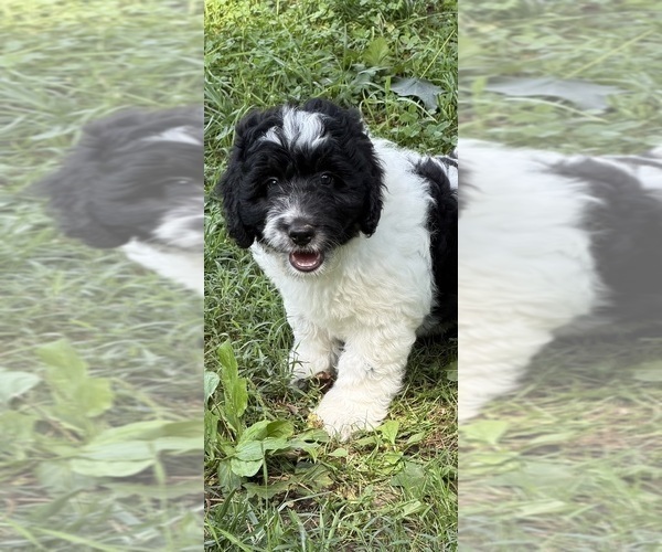 Medium Photo #3 Aussiedoodle Puppy For Sale in ASHEVILLE, NC, USA