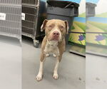 Small American Pit Bull Terrier Mix