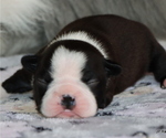 Small Photo #5 Boston Terrier Puppy For Sale in WINNSBORO, TX, USA